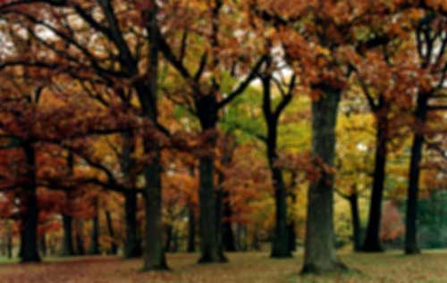 Now where did I put my glasses